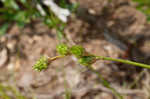 Shortbeak sedge